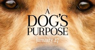 A dog`s purpose Bailey