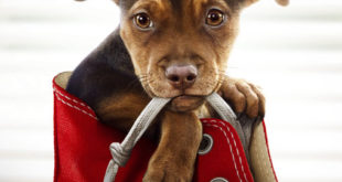 A dog`s way home
