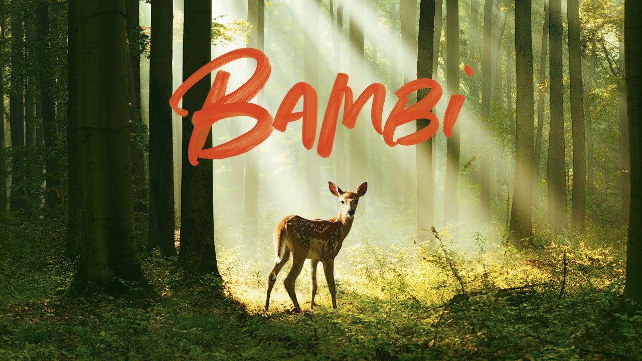 Bambi l'histoire d'une vie dans les bois