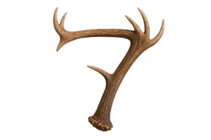 Bambi l'histoire d'une vie dans les bois