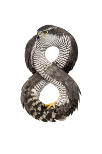 H is for Hawk